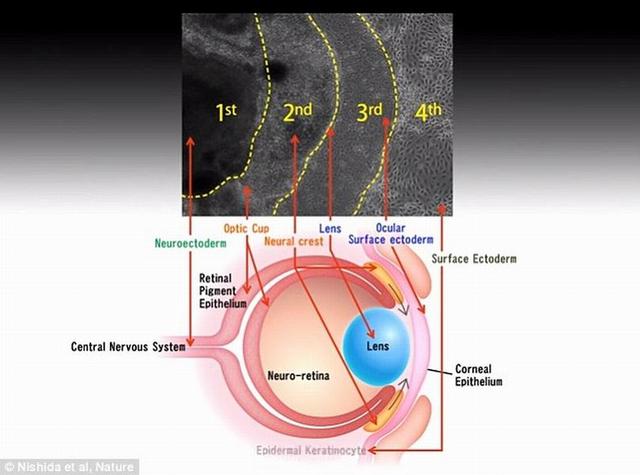 科学家实验室培育“活晶体”可恢复视觉能力